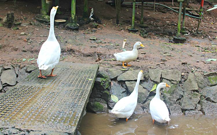 The geese at Shalimar are unequivocally the most vocal of its residents