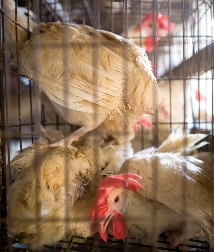 Inhumane industrial practices - Egg laying hens piled one on top of the other in a cramped battery cage