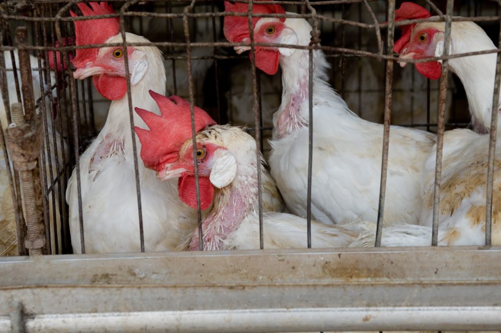 Inhumane industrial practices - Sick hens cramped in a battery cage
