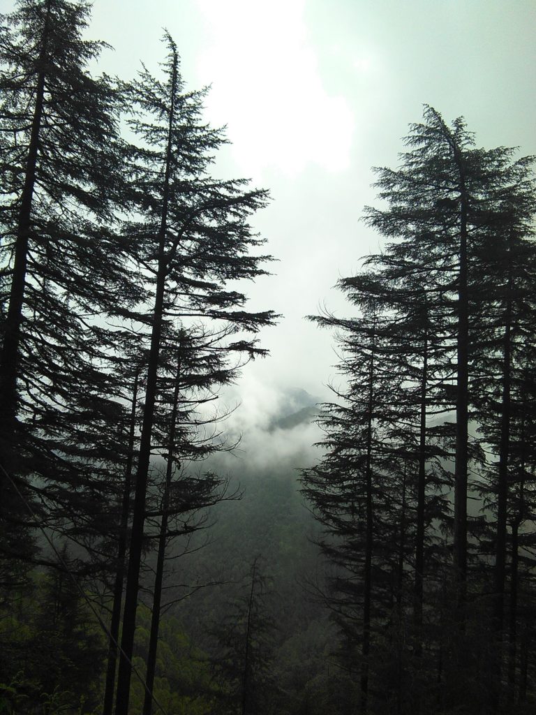 1-The tall deodars trees of Landour, Mussoorie - Photo by Dr Supriya Mahajan Sardana, MD