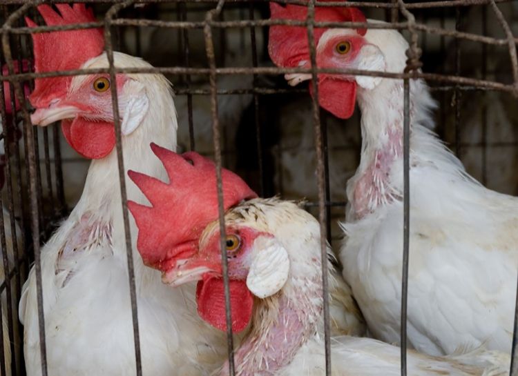 3 sick hens in a battery cage