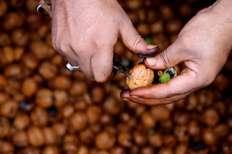 Dehulling of organic Kashmiri walnuts