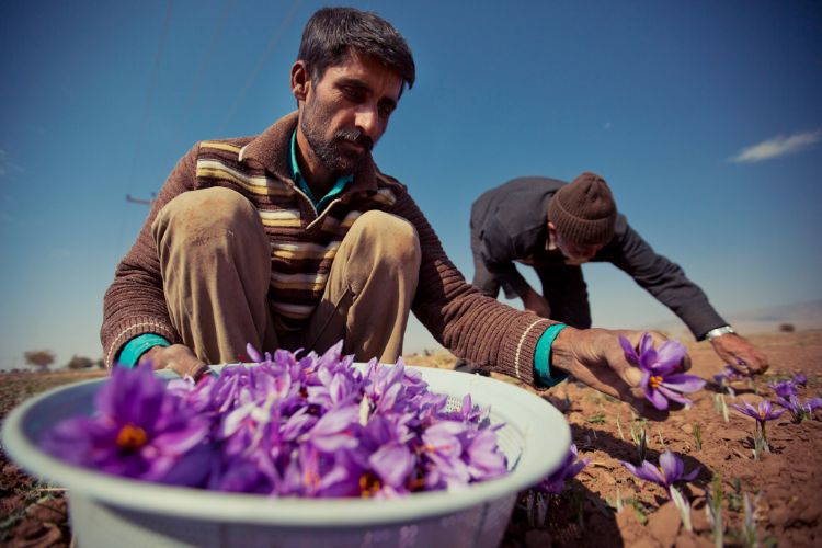 Kashmiri farmers harvesting organic saffron