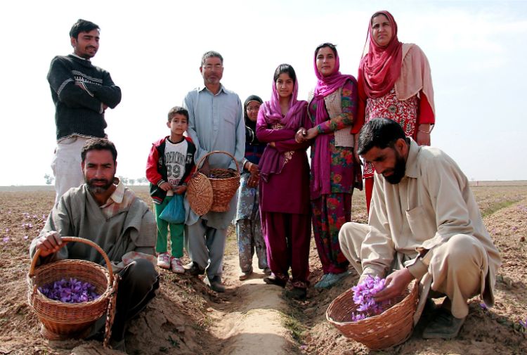 Kashmiri farmers with their families on organic saffron fields