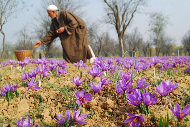 Organic saffron cultivation in Kashmir Valley