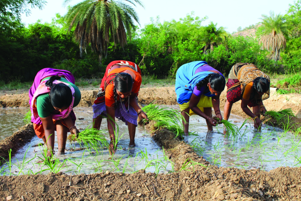 Women farmers of Timbaktu Collective sowing. Photo courtesy of The Timbaktu Collective