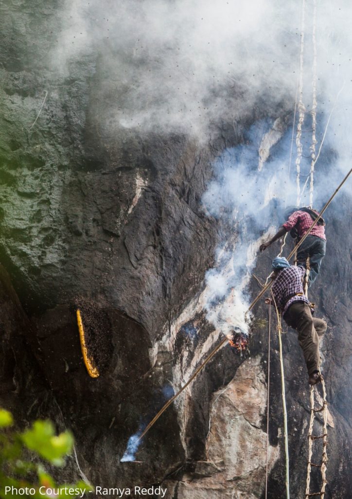 Honey collectors from indigneous communities in the Nilgiri hills, Tamil Nadu, India