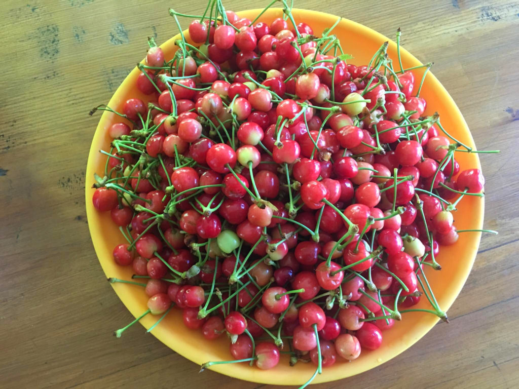 A plateful of cherries . Photo by Karishma D