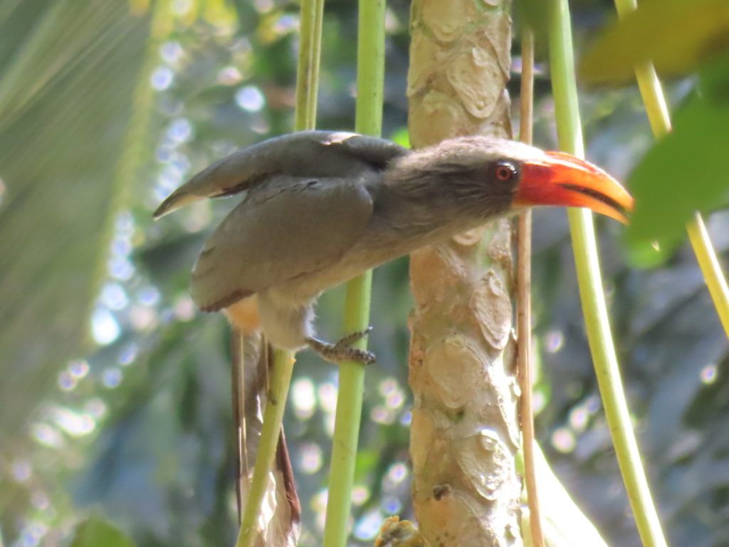 Birdwatching at Dudhsagar Plantation organic farmstay , Goa