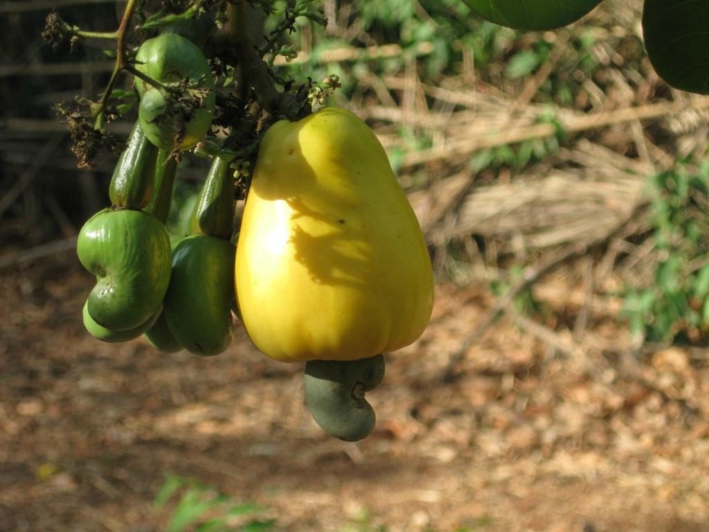 Cashew plant at Dudhsagar Plantation organic farmstay Goa.