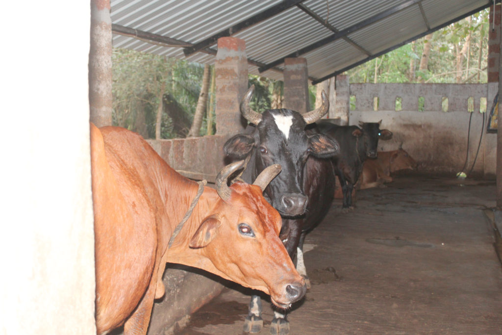 Cowshed at Dudhsagar Plantation organic farmstay Goa. Photo © Pure & Eco India