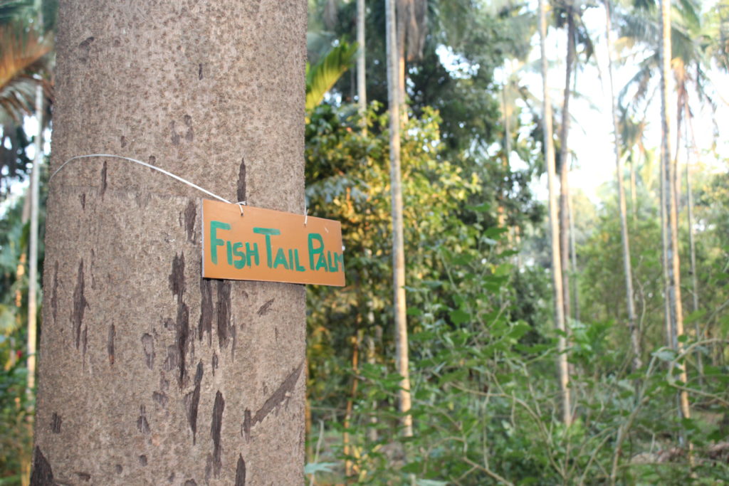 Dudhsagar Plantation organic farmstay Goa- Fish Tail Palm tree. Photo © Pure & Eco India