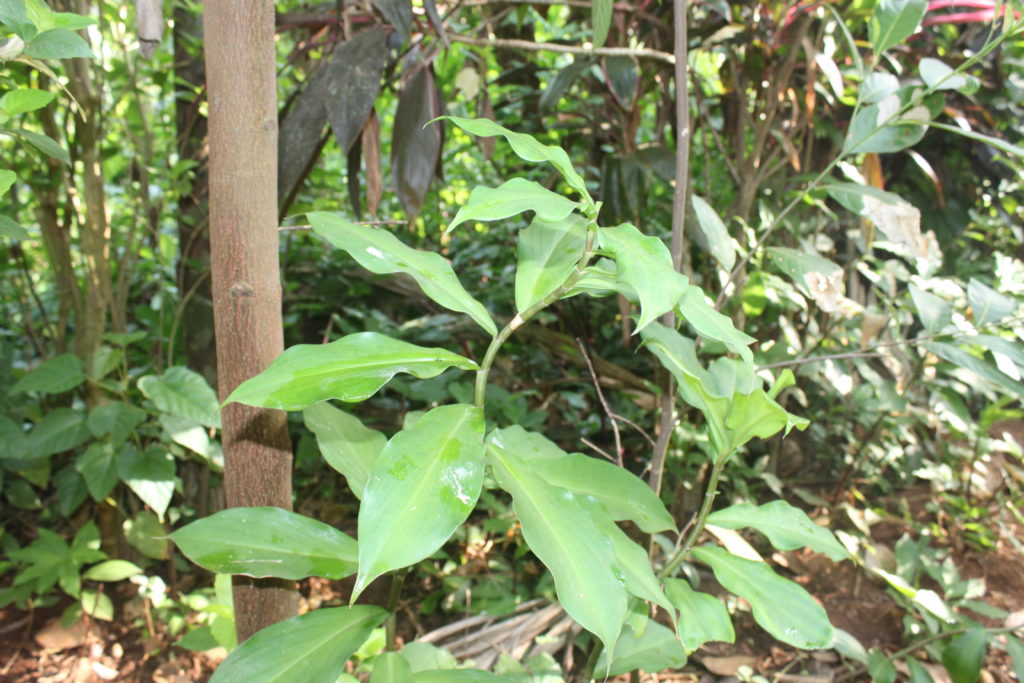 Insulin plant or Costus igneus at Dudhsagar Plantation organic farmstay Goa. Photo © Pure & Eco India