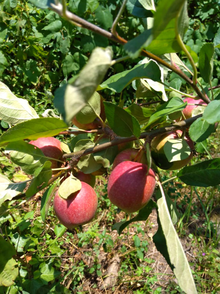 Organic apples