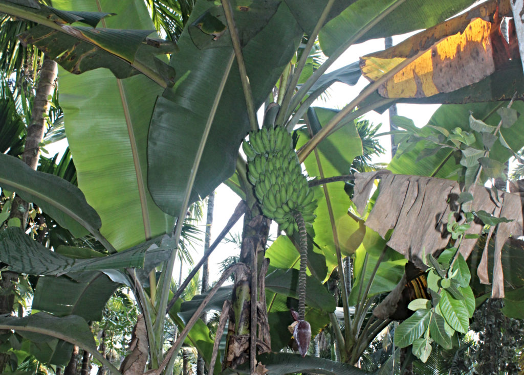 Organic bananas at Dudhsagar Plantation organic farmstay Goa. Photo © Pure & Eco India-