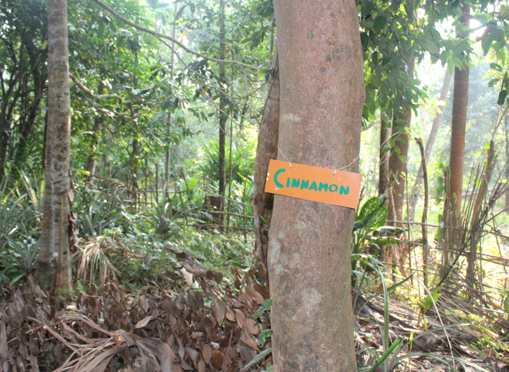Organic cinnamon cultivation at Dudhsagar Plantation organic farmstay Goa. Photo © Pure & Eco India