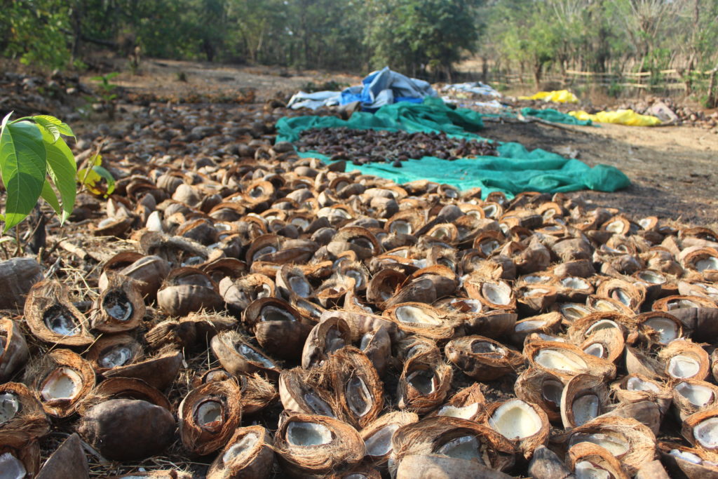 Organic coconuts being dried at Dudhsagar Plantation organic farmstay Goa. Photo © Pure & Eco India