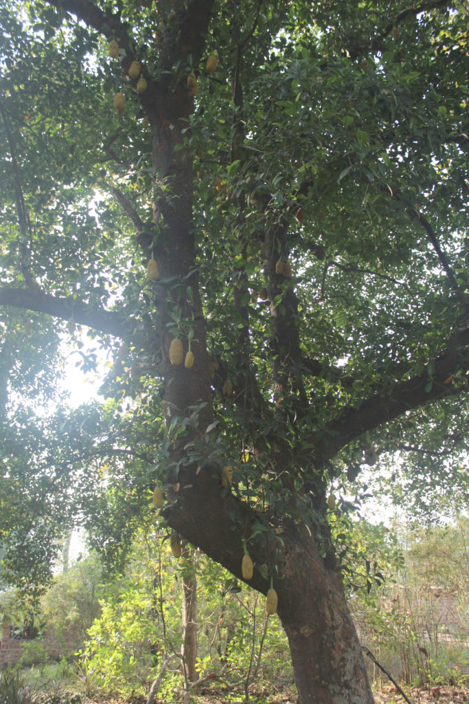 Organic jackfruit tree at Dudhsagar Plantation organic farmstay Goa. Photo © Pure & Eco India