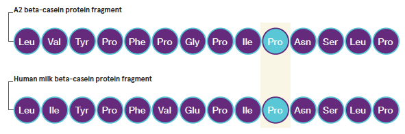 Human beta-casein and A2 beta-casein share a proline at their aligned residues.