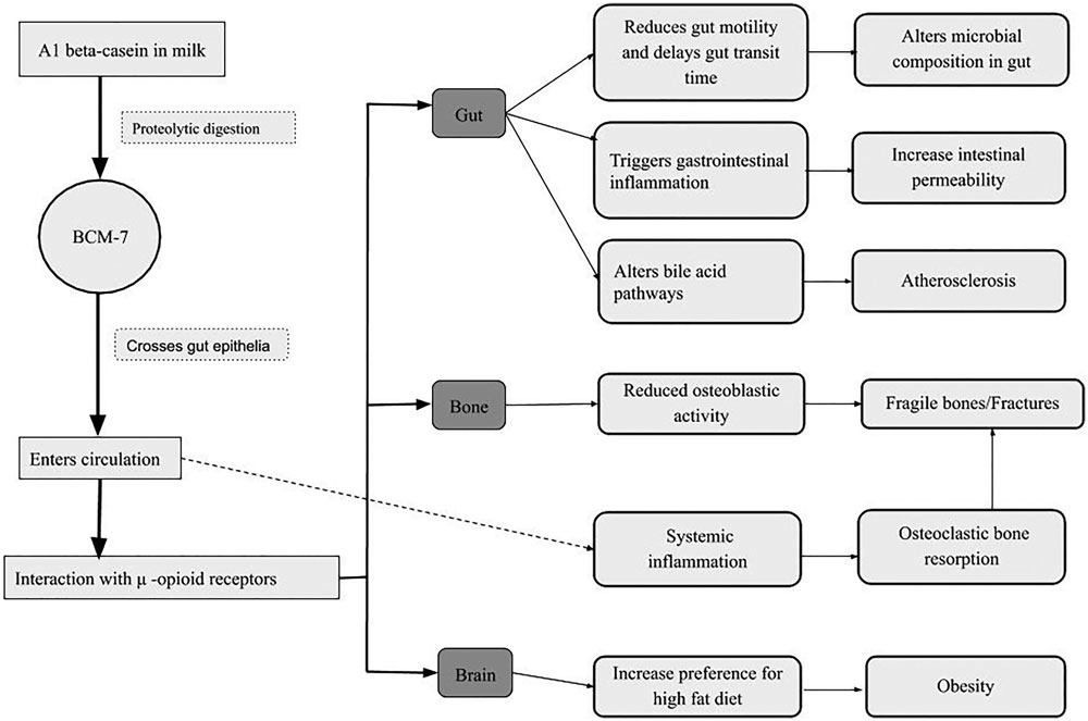 Potential pathways by which milk opioid peptides may influence physiological functions.