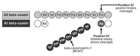 Release of BCM 7 from A1 beta casein during digestion.