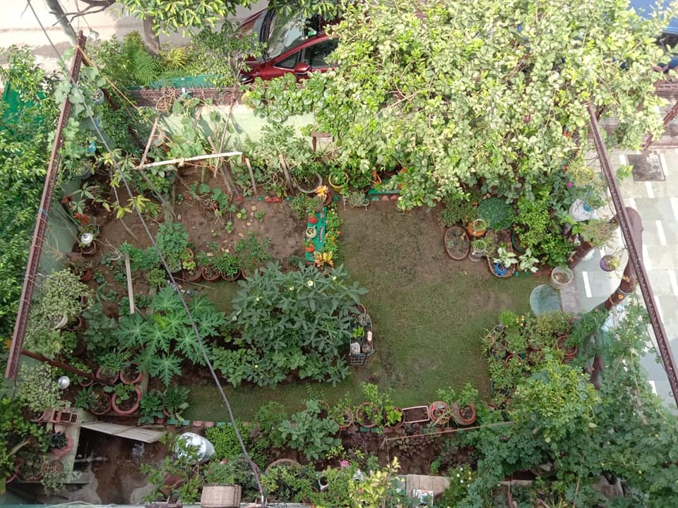 A home garden - photo by Falguni Neogy