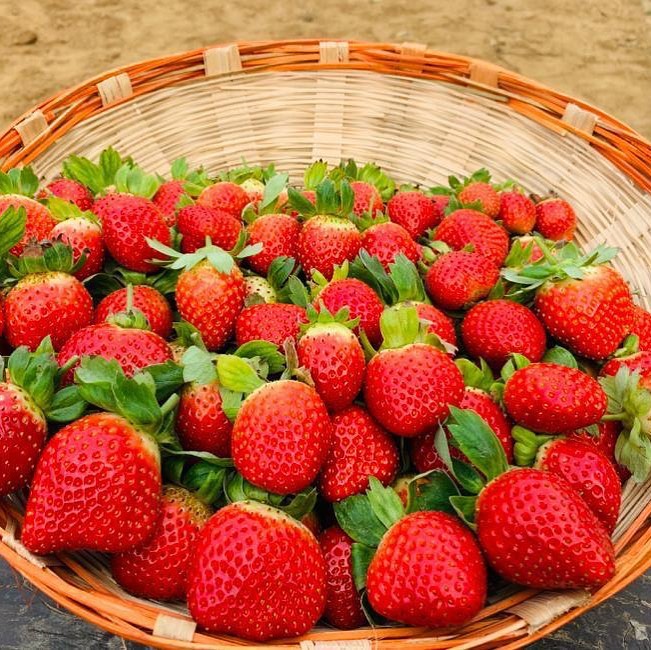 Organic strawberries (photo by Hasora) - Pure & Eco India