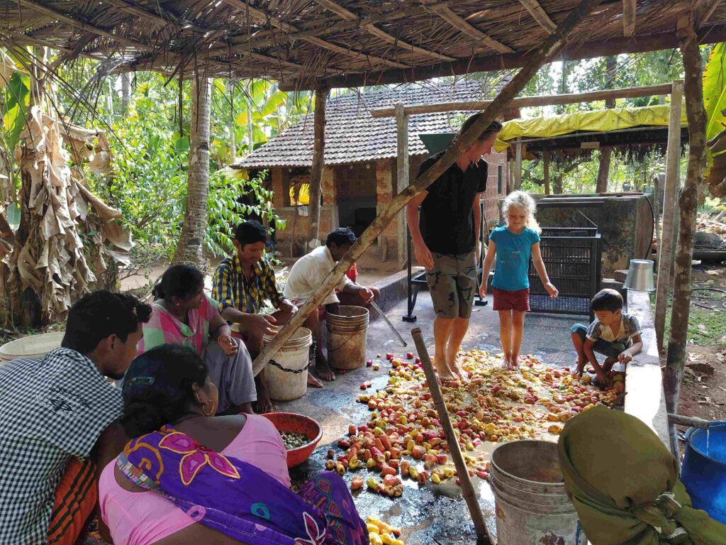 Cashew fruit stomping to make feni-at Dudhsagar Plantation, Goa-Pure & Eco India