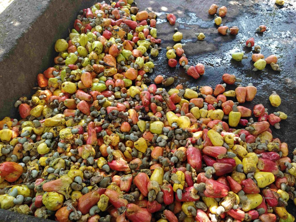 Freshly picked organic cashew fruits (with nuts)-at Dudhsagar Plantation, Goa-Pure & Eco India