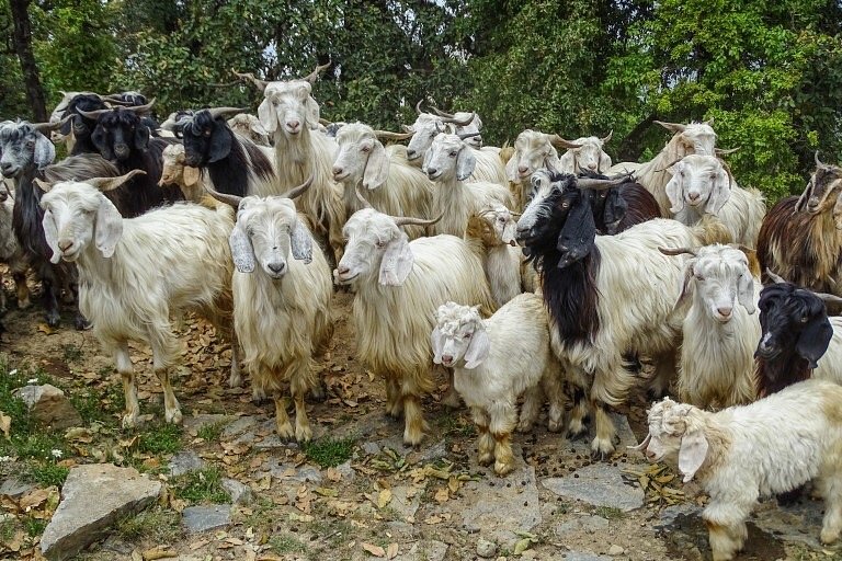 Goats at The Goat Villages-Pure & Eco India