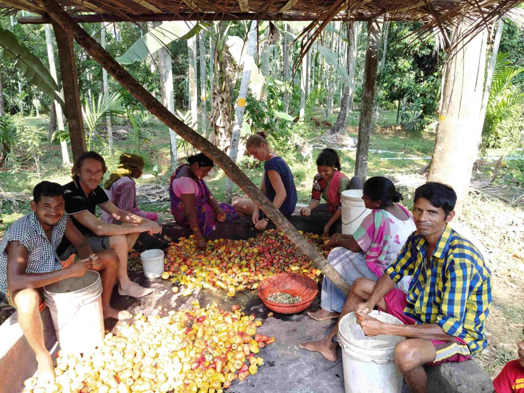 Separating the cashew nuts from the fruit for feni preparation- at Dudhsagar Plantation, Goa-Pure & Eco India